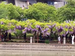 -嘉定紫藤园