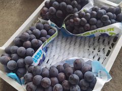 -马陆小张葡萄园农家乐