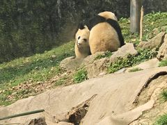 -都江堰中华大熊猫苑