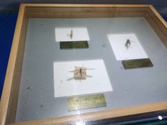 -上海昆虫博物馆