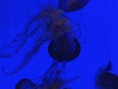 -上海海洋水族馆