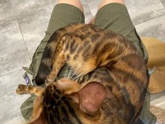 -楼上猫咖(罗湖店)