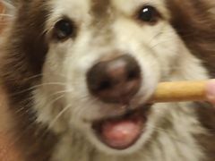 -拜鲁耶动物诊疗中心·宠家动物医院