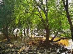 -宝安西湾红树林湿地公园