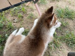 -爪吧宠物乐园 (温榆河示范区店)