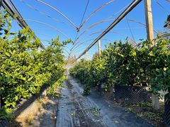 -前小桔亲子创意农场·草莓采摘·露营烧烤