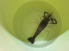 -小象钓虾·营地烧烤(洛溪店)