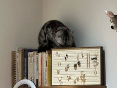 -有猫主题·治愈系猫咖(曾厝垵店)