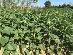 -艾溪湖湿地公园