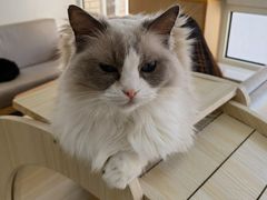 -鼓捣猫呢主题猫咖店