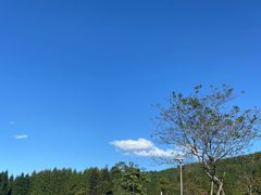 -武陵山森林公园