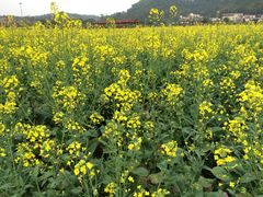 iphone_upload_pic-红山村