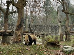 -都江堰中华大熊猫苑