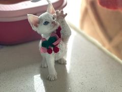 -糯米喵星人总部直营旗舰店·猫舍·幼猫出售