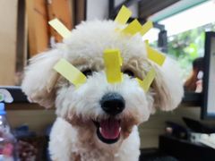 -安安宠医宠物医院·异宠·犬猫内科(岳阳分院)