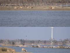 -黄海国家森林公园