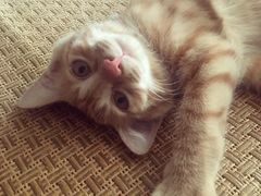 -芭比堂动物医院·犬猫全科·异宠专科(雁塔分院)