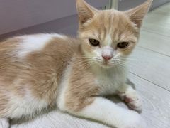 -喵的天空名猫咖啡馆·撸猫·猫舍·用品