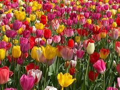 -大宁郁金香公园-停车场