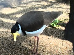 -费瑟代尔野生动物园