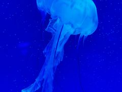 -海合安武汉极地海洋公园