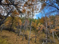 -苏木山森林公园