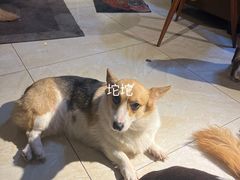 -萌喵宠狗爱心宠咖