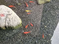 -红鼎坊·老成都火锅(新南门店)