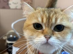 -唐小姐の私宠·宠物洗护美容·撸猫馆·购宠(周浦万达旗舰店)