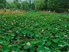 -沐仙湖湿地公园