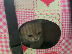 -瑞鹏宠物医院·宠保定点·心脏科·内科(御桥分院)