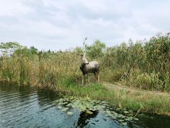-溱湖国家湿地公园