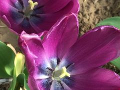 -南通洲际绿博园