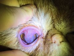 -艾贝尔宠物医院·24H转诊中心·肿瘤猫专科(江宁双龙店)