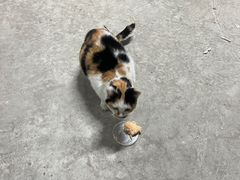 -宠颐生宠物医院·犬猫全科·皮肤科(商业街店)