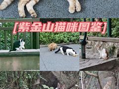 -紫金山山顶公园