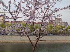 -桃花堤公园