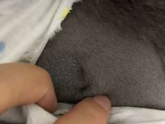 -纳吉亚猫专科动物医院博雅分院