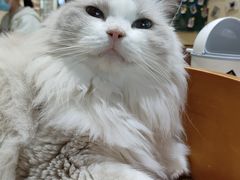 -藏猫猫咖啡主题馆(中央大道店)