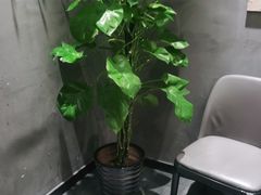 -鸽子窝(宋庄店)