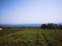 -紫云台香草园