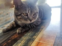 -猫尾侦探俱乐部·剧本杀·狼人杀