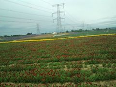 -紫颐香薰山谷景区