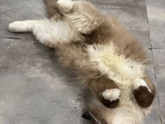 -楼上猫咖(罗湖店)