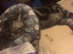 -纳吉亚猫专科动物医院博雅分院