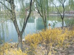 -大兴滨河森林公园