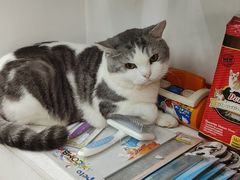 -瑞派动物医院·猫专科·至诚(江南中分院)