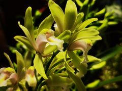 -谷咖啡·鲜花绿植花园餐厅