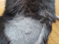 -纳吉亚猫专科动物医院博雅分院