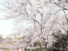 -嘉定紫藤园